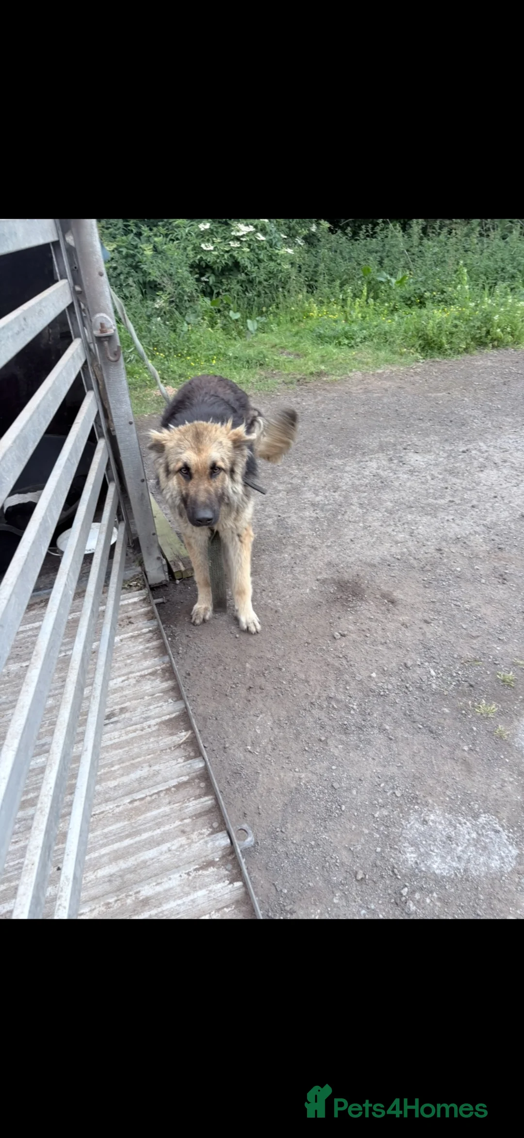German Shepherd dogs for sale: German shepherd puppies - Advert 2