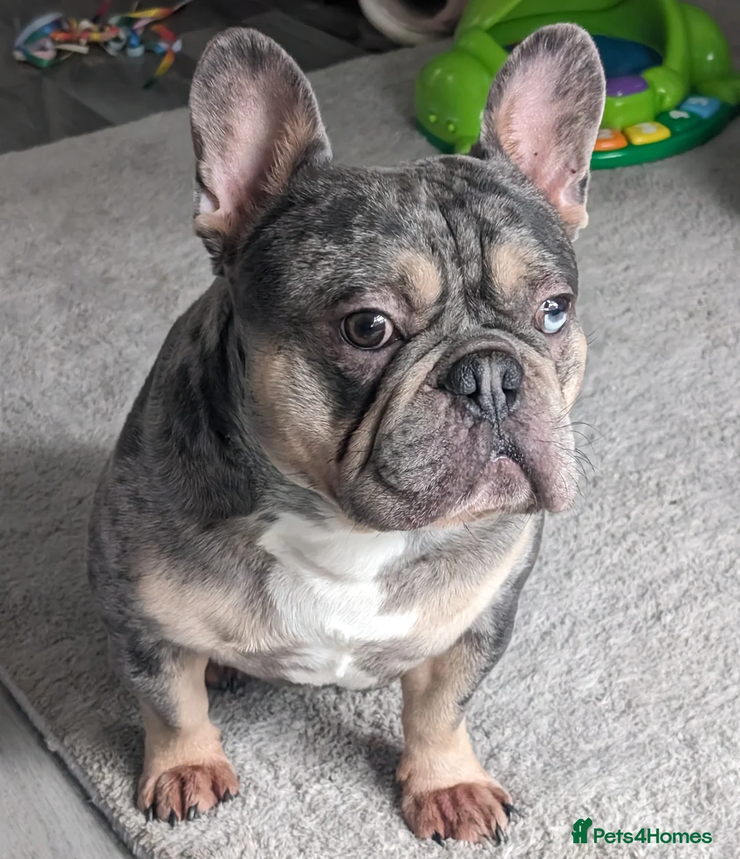 French Bulldog dogs for stud: Blue and tan quad merle in Sheffield - Advert 7