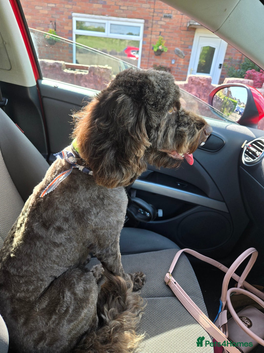 Cockapoo dogs for sale: Cockerpoo Fully Trained - Image 4