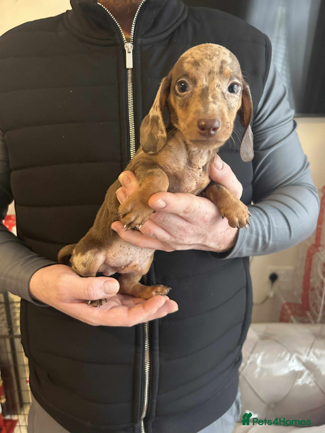 Miniature Dachshund dogs for sale: Miniature dachshund  - Advert 4