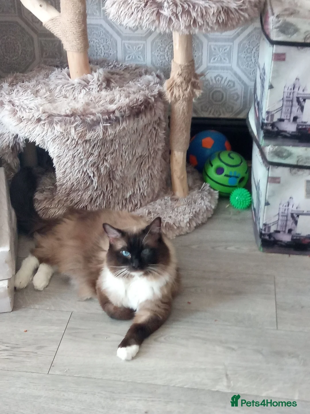 Ragdoll cats for sale: Pure ragdoll kittens  - Advert 2