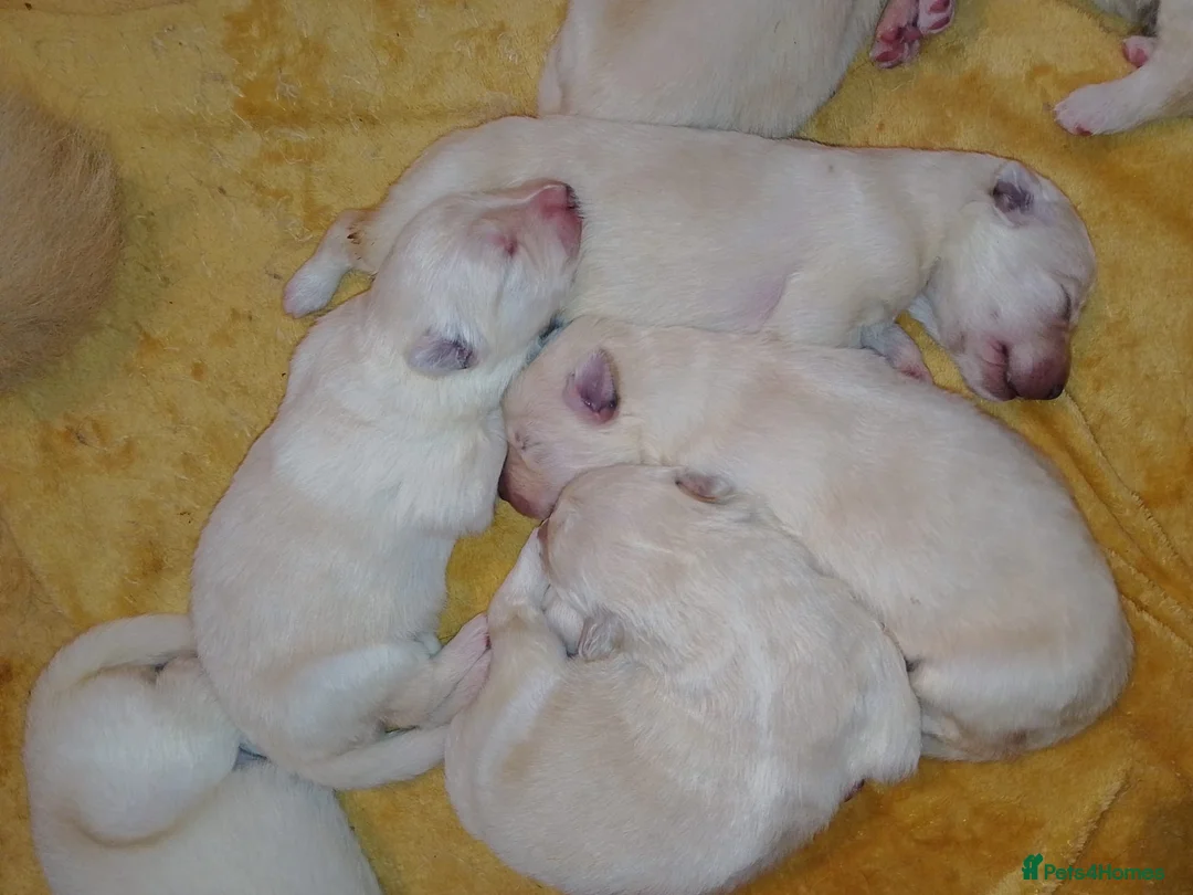 German Shepherd dogs for sale: White long coat straight back German Shepherd pups - Advert 11