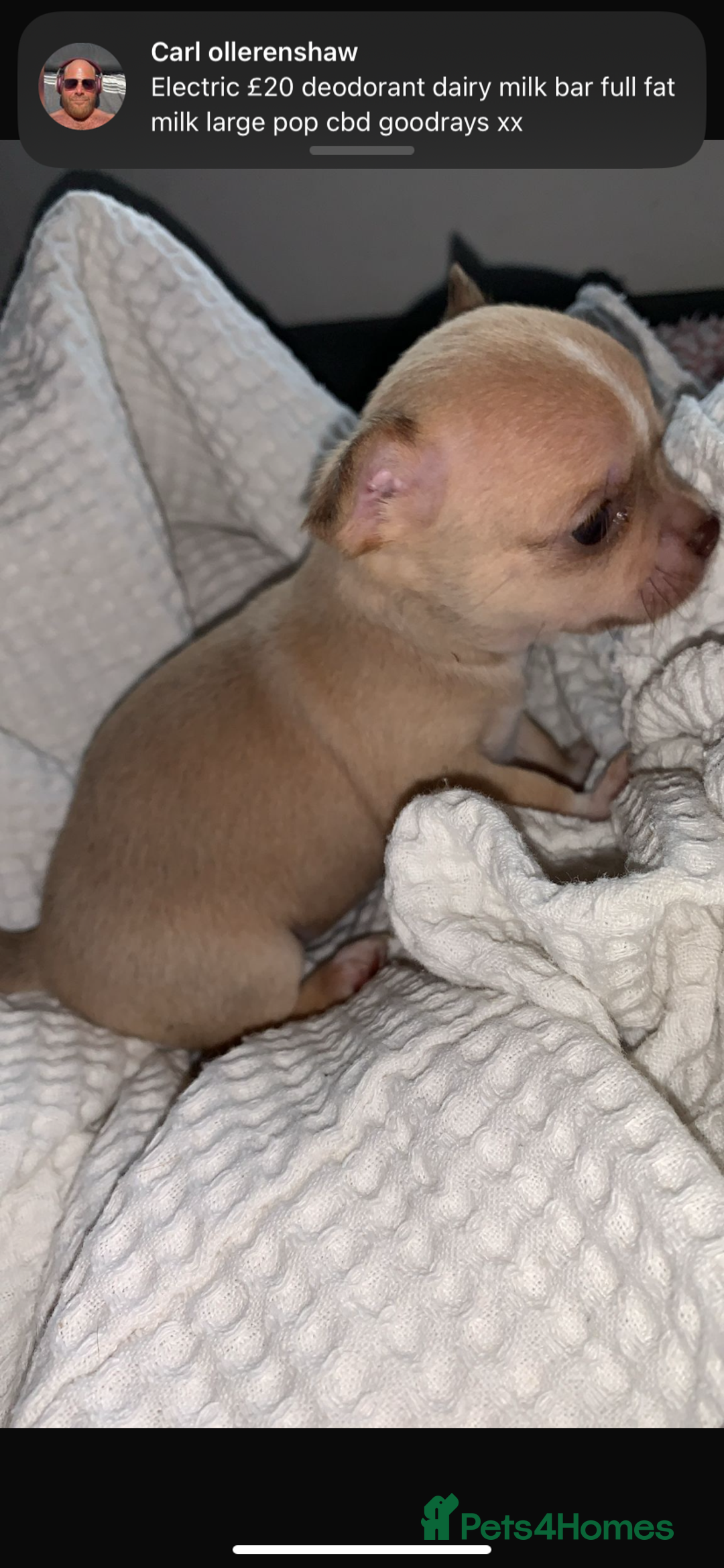 Chihuahua dogs for sale: 💛 Beautiful Chihuahua Pups – Ready 2nd Jan 26 💛 - Advert 11