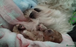 Maltipoo dogs for sale: Stunning Maltipoo Puppies - Image 3