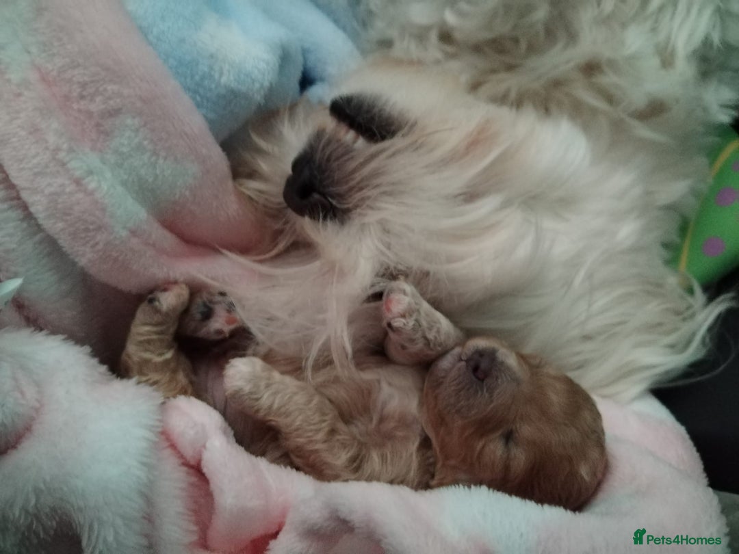 Maltipoo dogs for sale: Stunning Maltipoo Puppies - Image 3