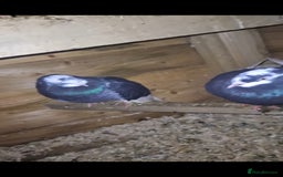 Pigeons birds for sale: 2x pair of west of england tumblers - Image 2