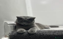 British Shorthair cats for sale: British short hair  - Image 2
