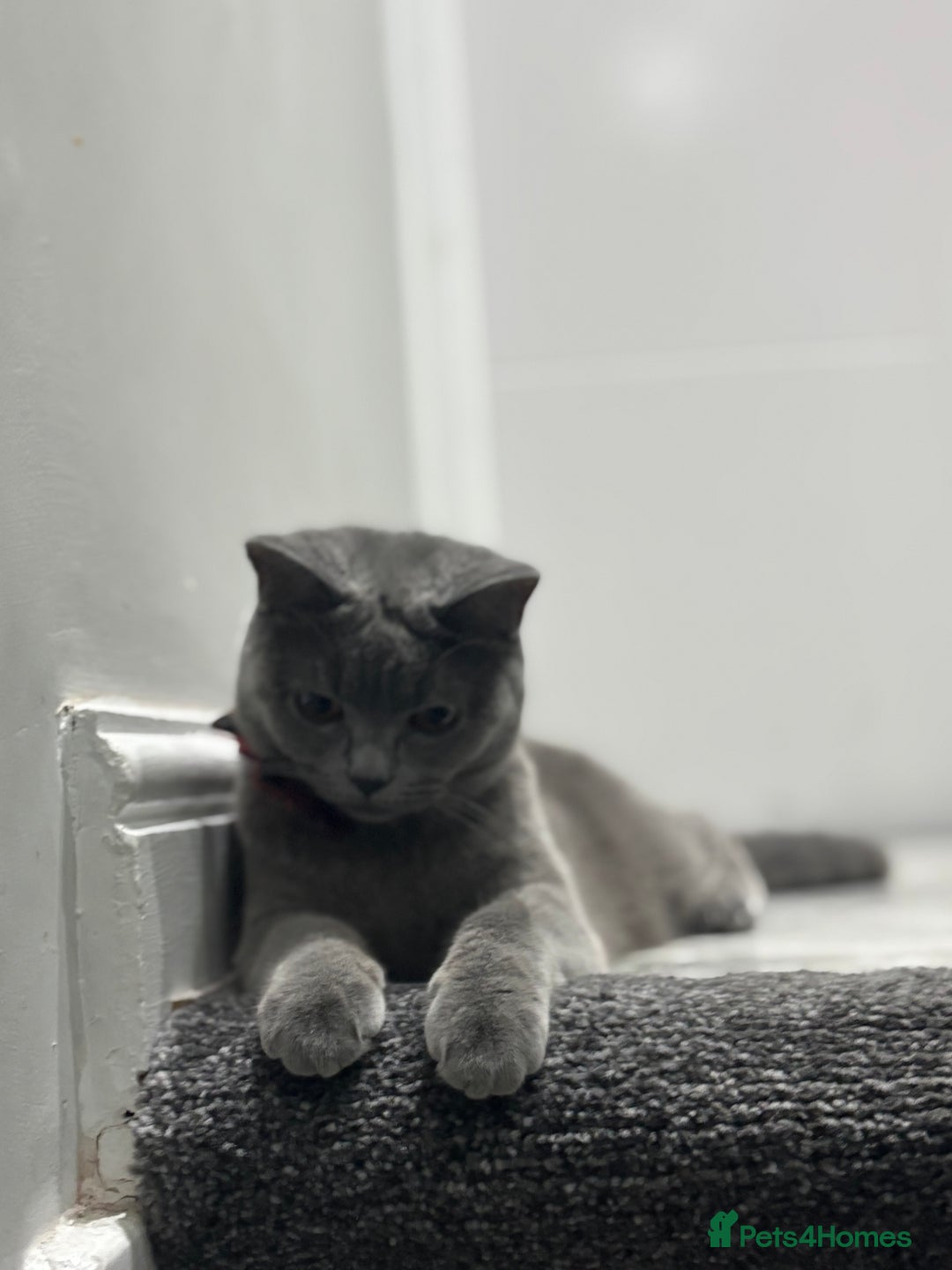 British Shorthair cats for sale: British short hair  - Image 2