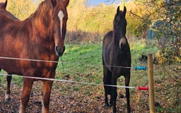 Andalusian horses for sale: Full or Part Loan - Advert 19