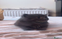 Russian Blue cats for sale: STUNNING KITTENS  - Image 1