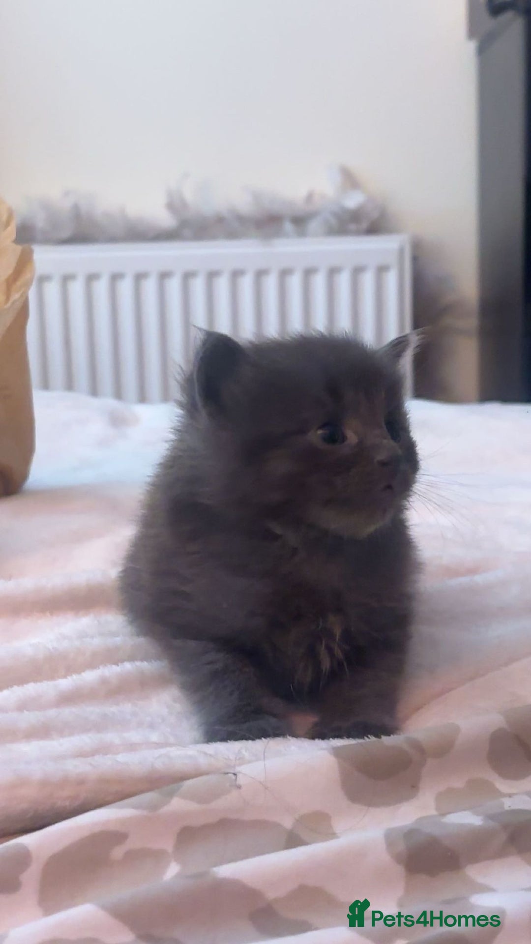 Russian Blue cats for sale: STUNNING KITTENS  - Image 1