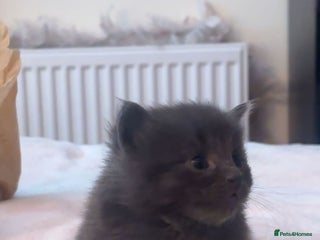 Russian Blue cats for sale - Advert 1