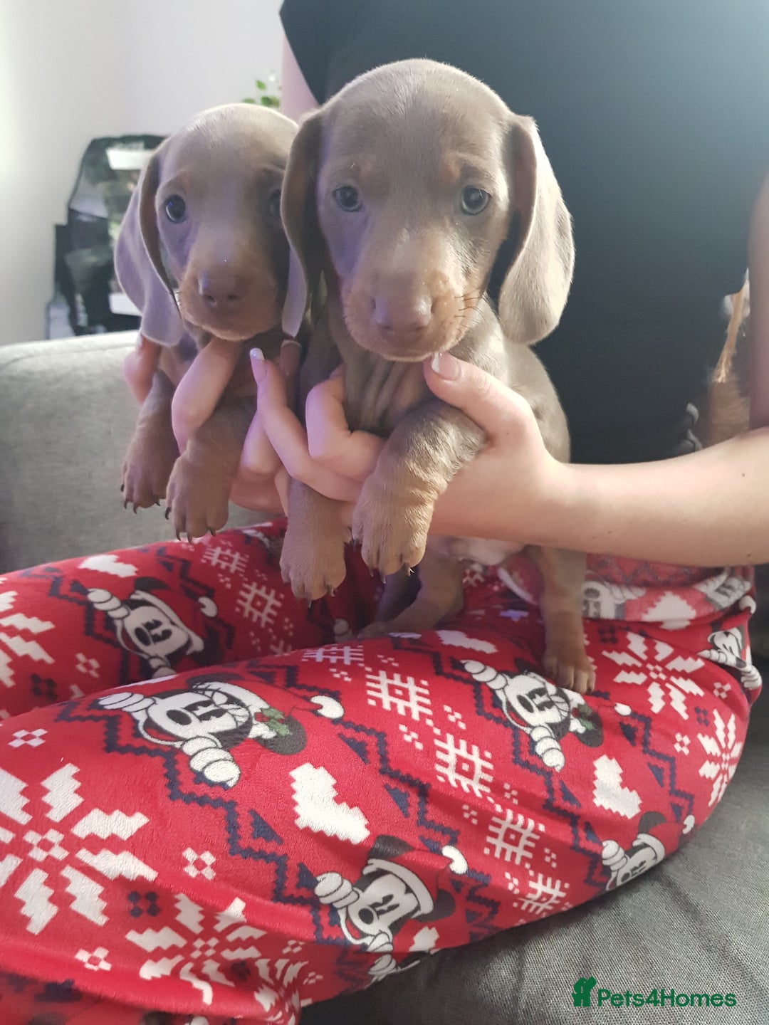 Miniature Dachshund dogs for sale: Miniature dachshund  - Advert 9