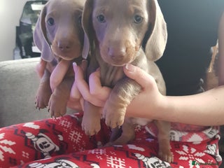 Miniature Dachshund dogs Miniature dachshund - Advert 1