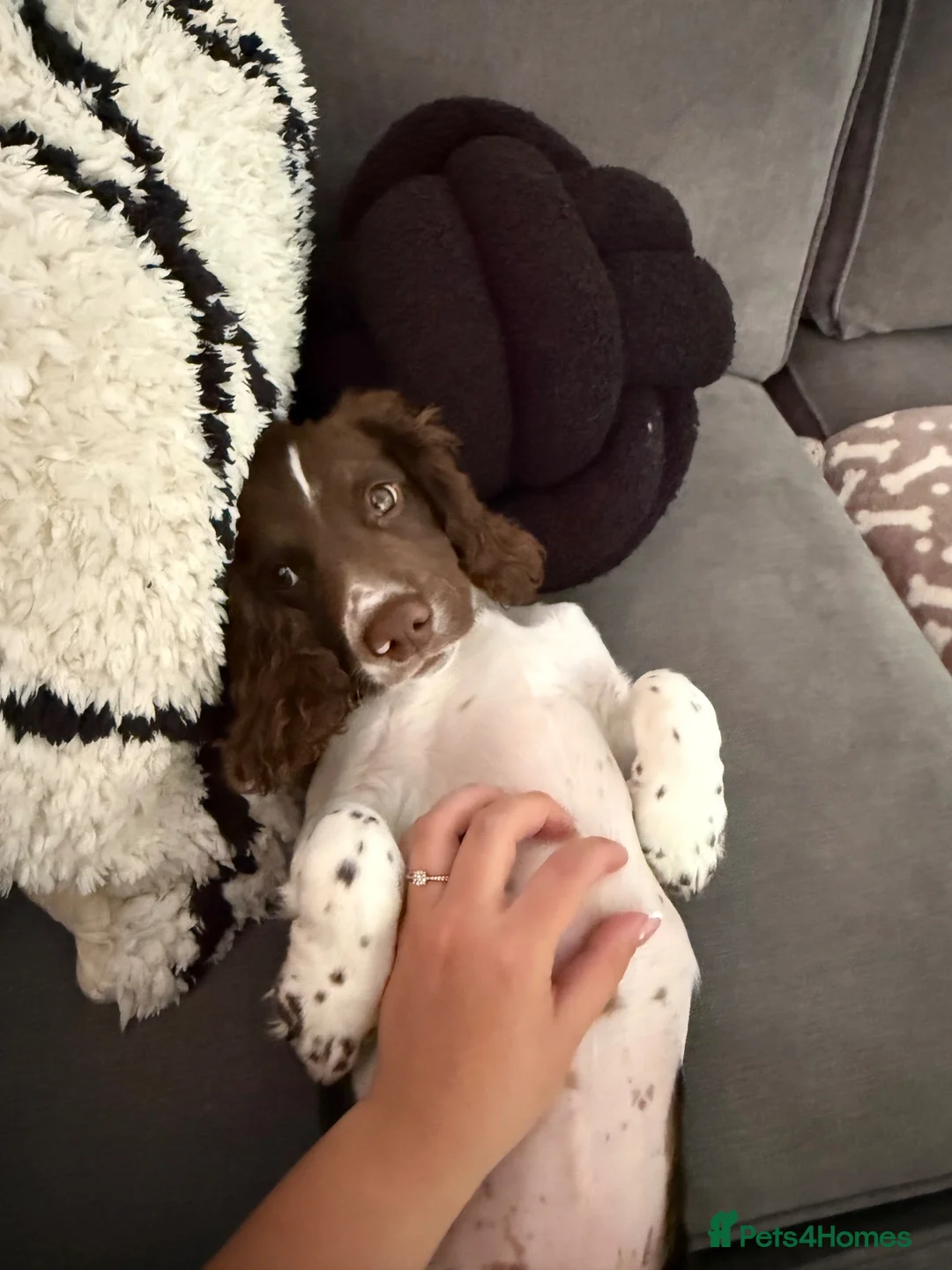 Cocker Spaniel dogs for sale: Beautiful Working Cocker Spaniel Boy - Advert 8