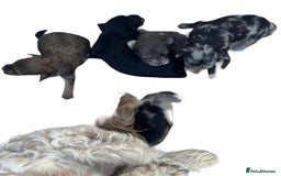 Cockapoo dogs for sale: Stunning F1b Cockapoo puppy’s  - Image 12