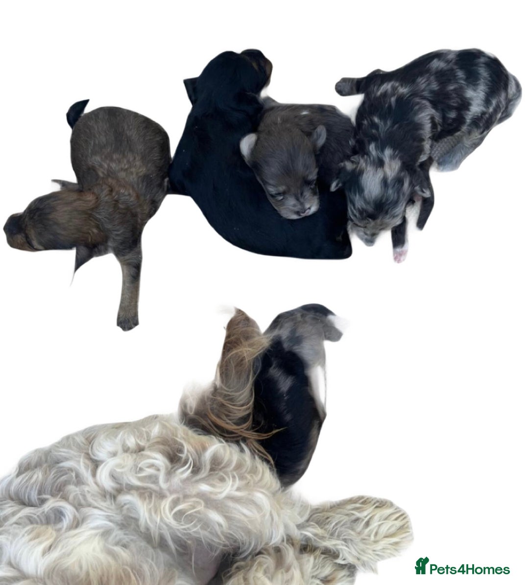 Cockapoo dogs for sale: Stunning F1b Cockapoo puppy’s  - Image 12