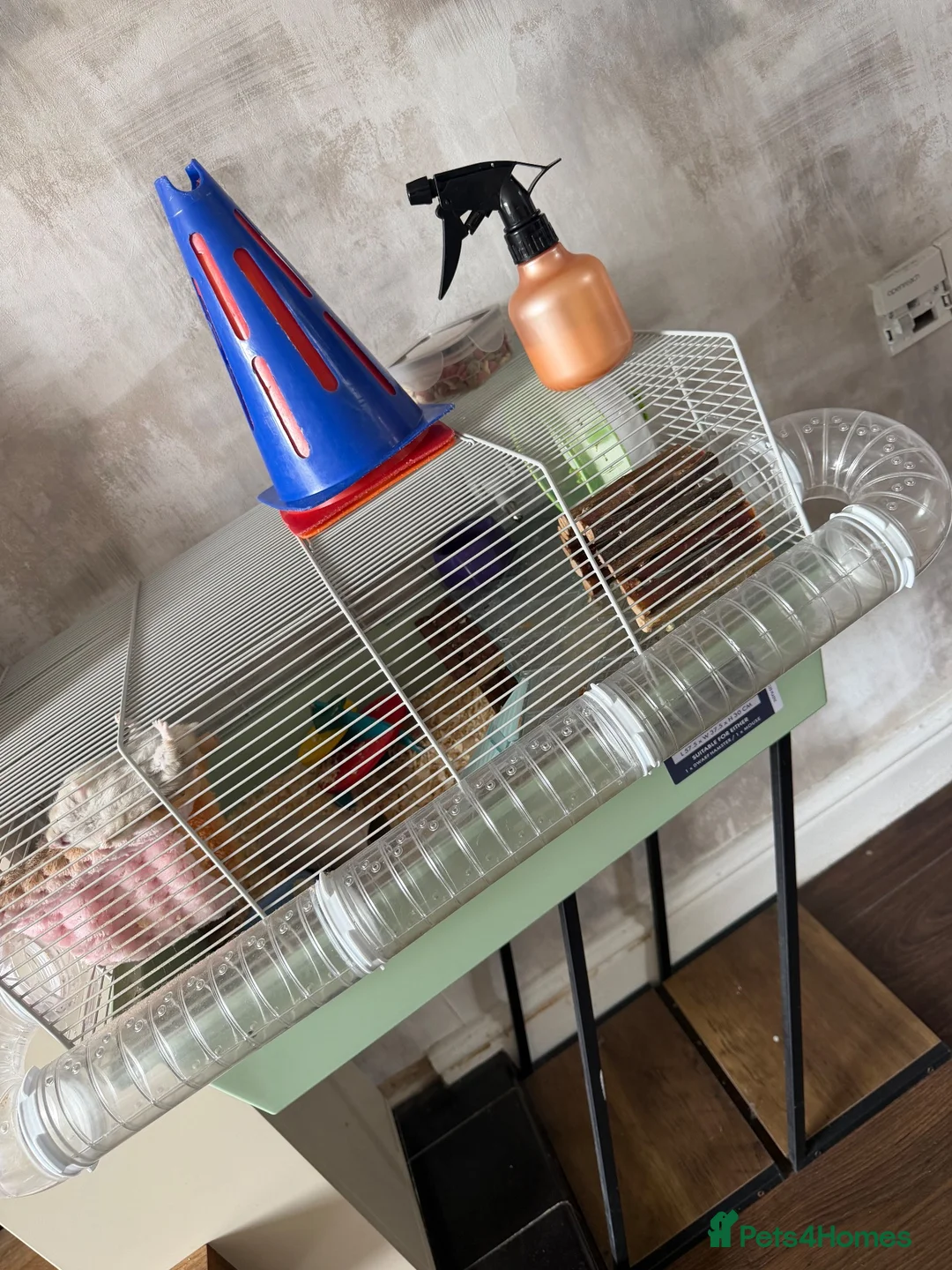 Hamster rodents for sale: Dwarf hamster  - Advert 4