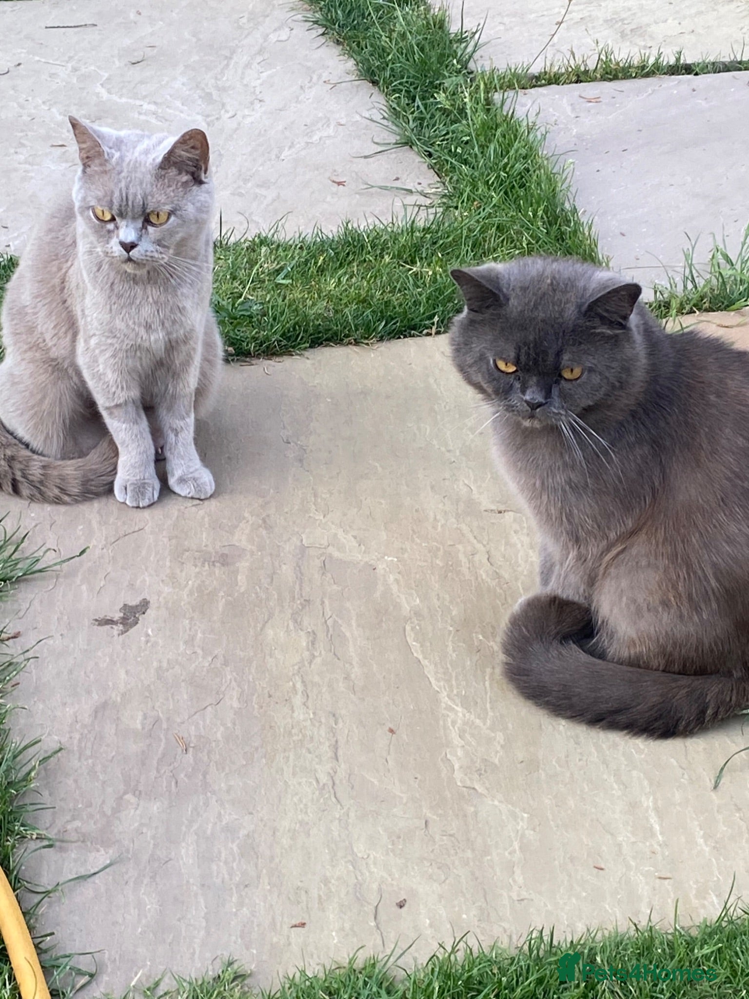 British Shorthair cats British short hair male Lilac - Advert 1