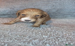 Irish Doodle dogs for sale: Toy Irish Doodle Puppies For Sale  - Image 15