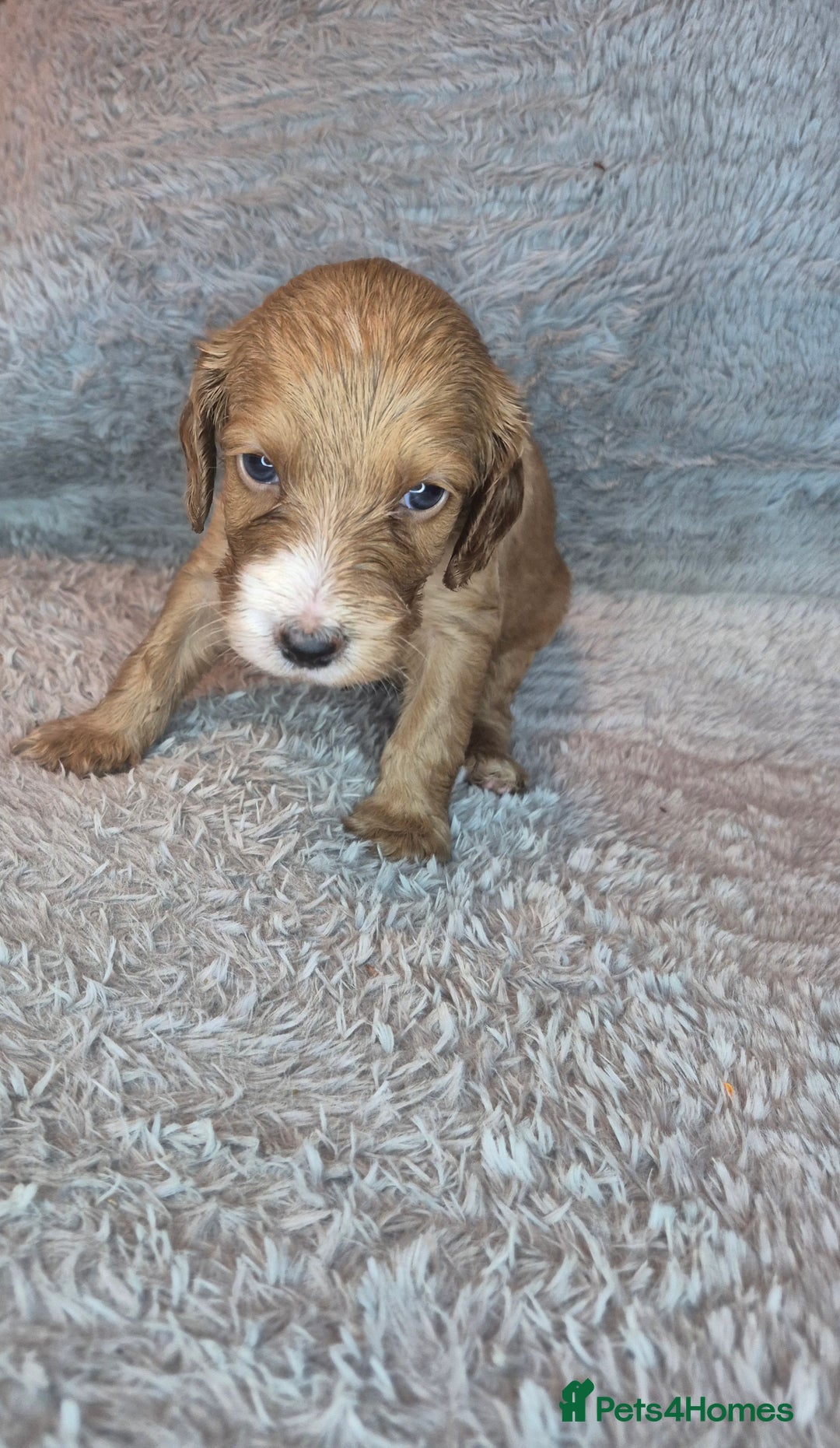 Irish Doodle dogs for sale: Toy Irish Doodle Puppies For Sale  - Image 15