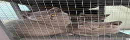 British Shorthair cats for sale: British shorthair - Advert 7