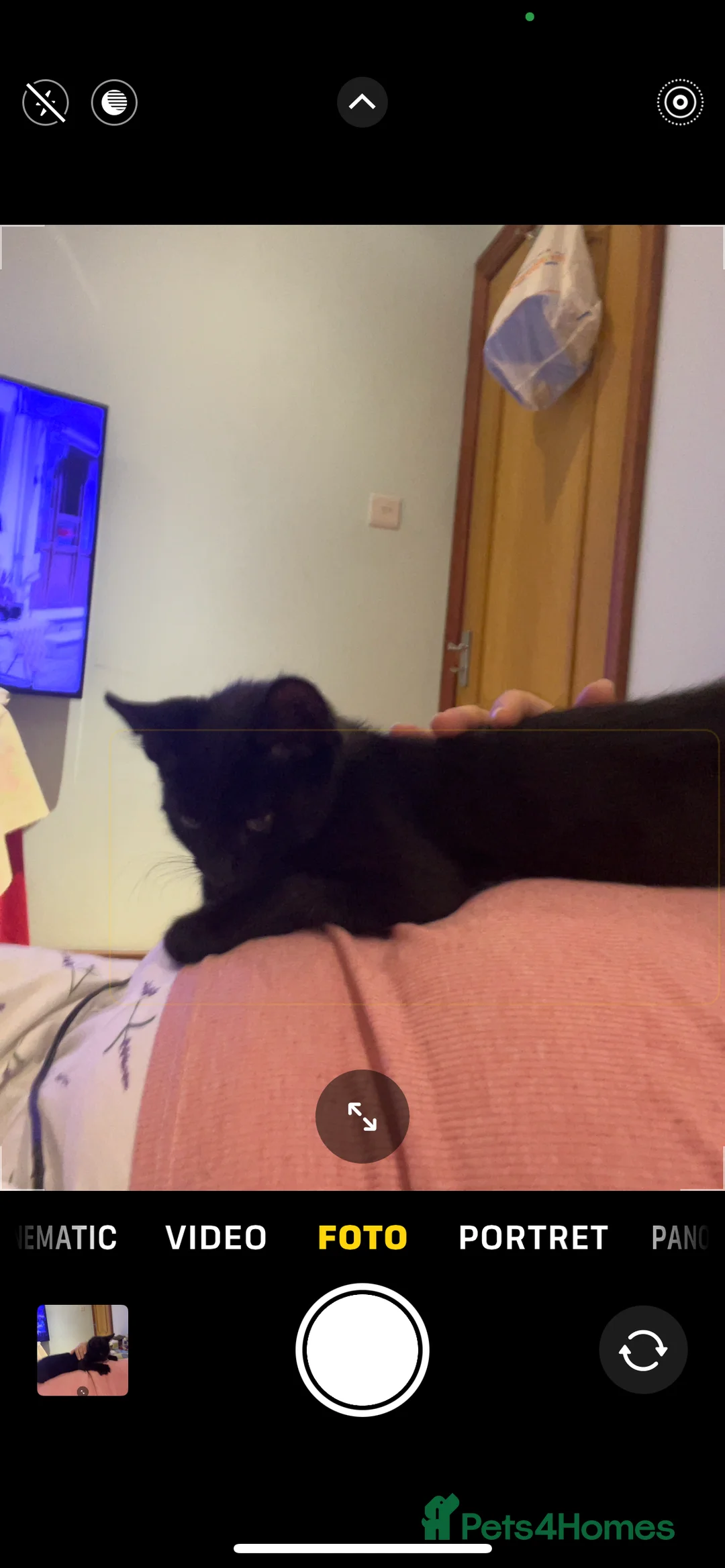 Mixed Breed cats for sale: A black cat - Advert 19