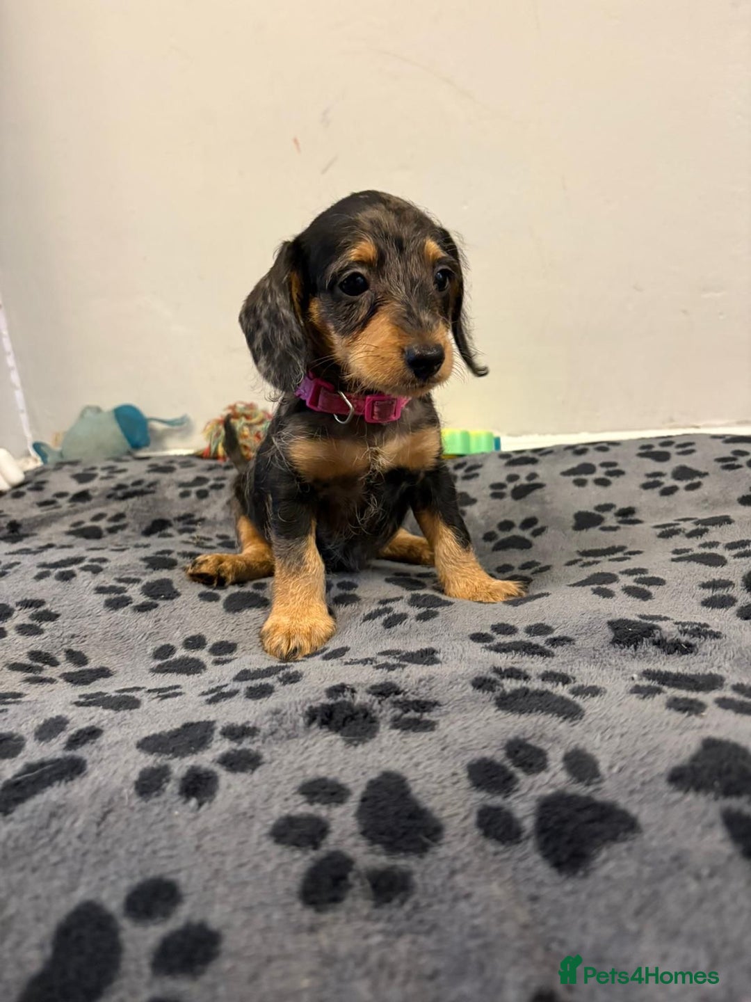 Mixed Breed dogs for sale: dixie pop puppies for sale - Image 23
