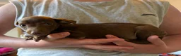 Jack Russell dogs for sale: Jack Russell puppy’s ready for their forever home  - Advert 8