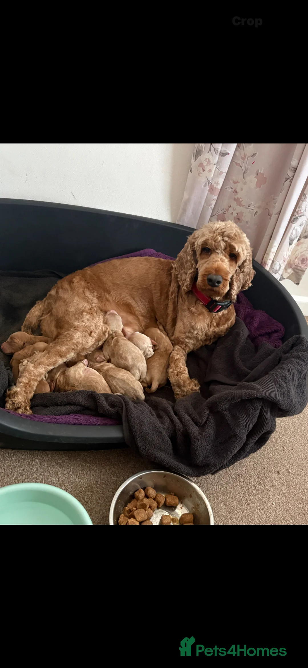 Cockapoo dogs for sale: Cockapoo pups for sale - Advert 1