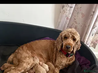 Cockapoo dogs Cockapoo pups for sale - Advert 10