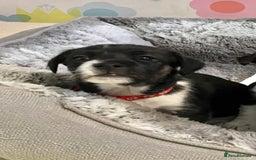 Jack Russell dogs for sale: Stunning Jack Russell puppies - Image 21