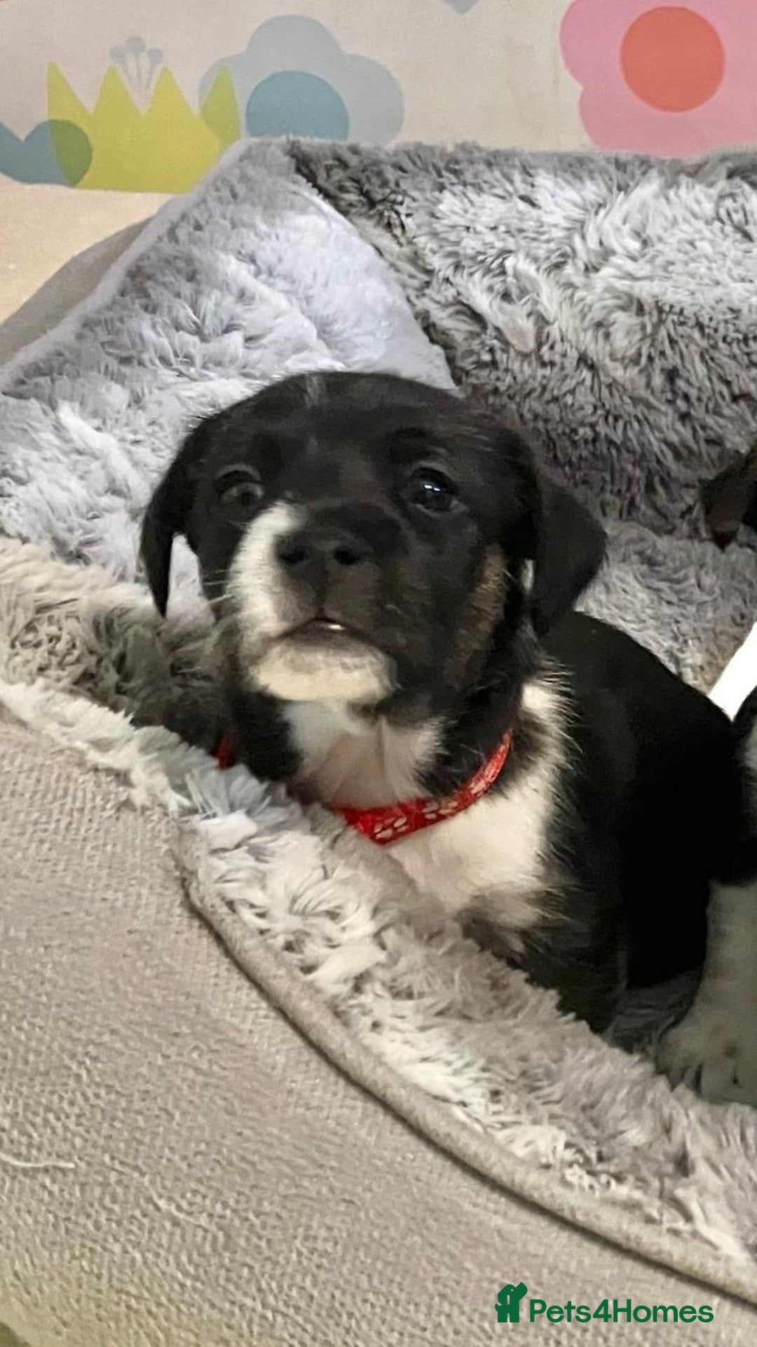 Jack Russell dogs for sale: Stunning Jack Russell puppies - Image 21