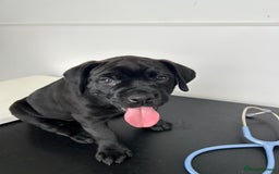 Mixed Breed dogs for sale: Adorable Rottweiler Dogue de Bordeaux x Cane Corso - Image 20