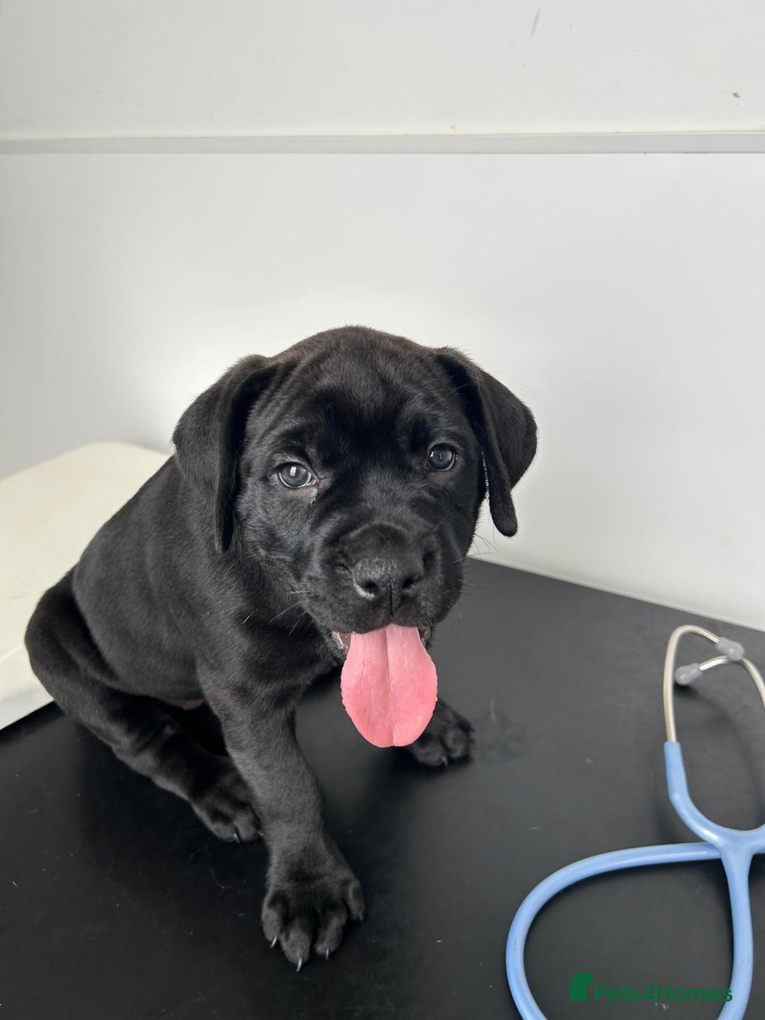 Mixed Breed dogs for sale: Adorable Rottweiler Dogue de Bordeaux x Cane Corso - Image 20