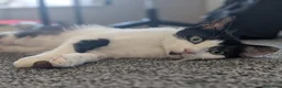 Mixed Breed cats for sale: Rescue cat - Advert 4