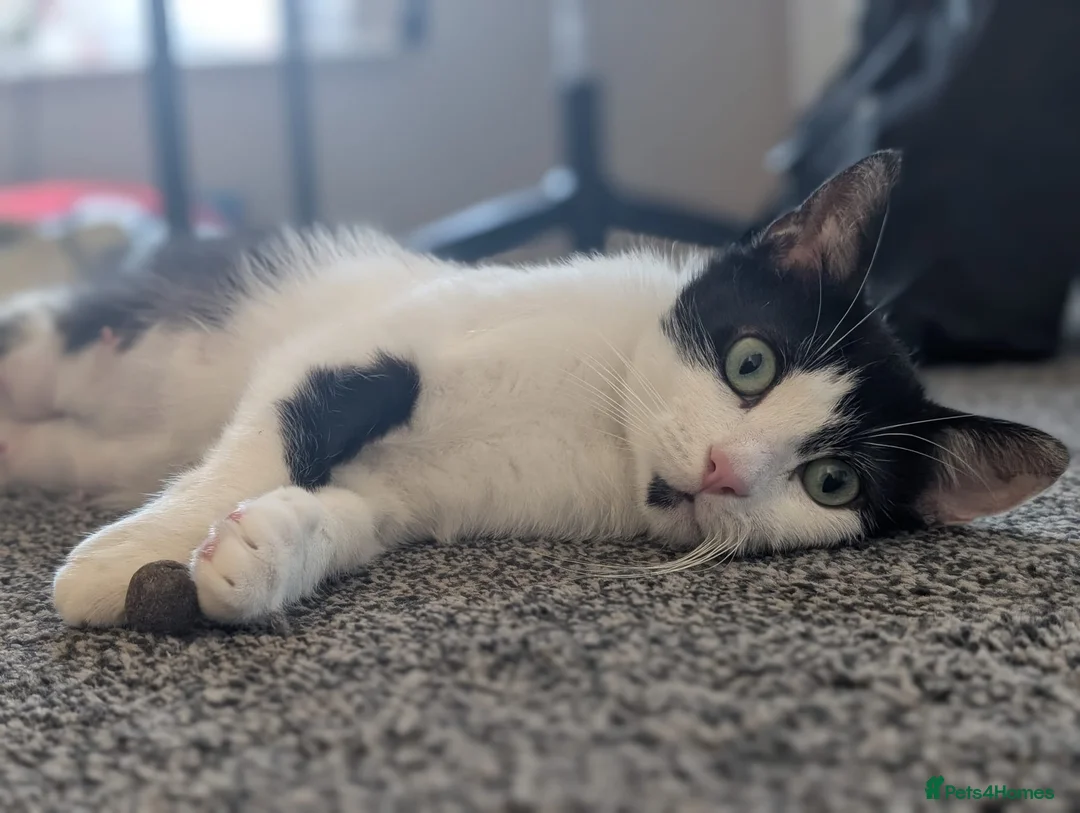Mixed Breed cats for sale: Rescue cat - Advert 4