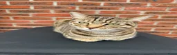Mixed Breed cats for sale: 2 x Tabby Cats for Rehoming - Advert 2