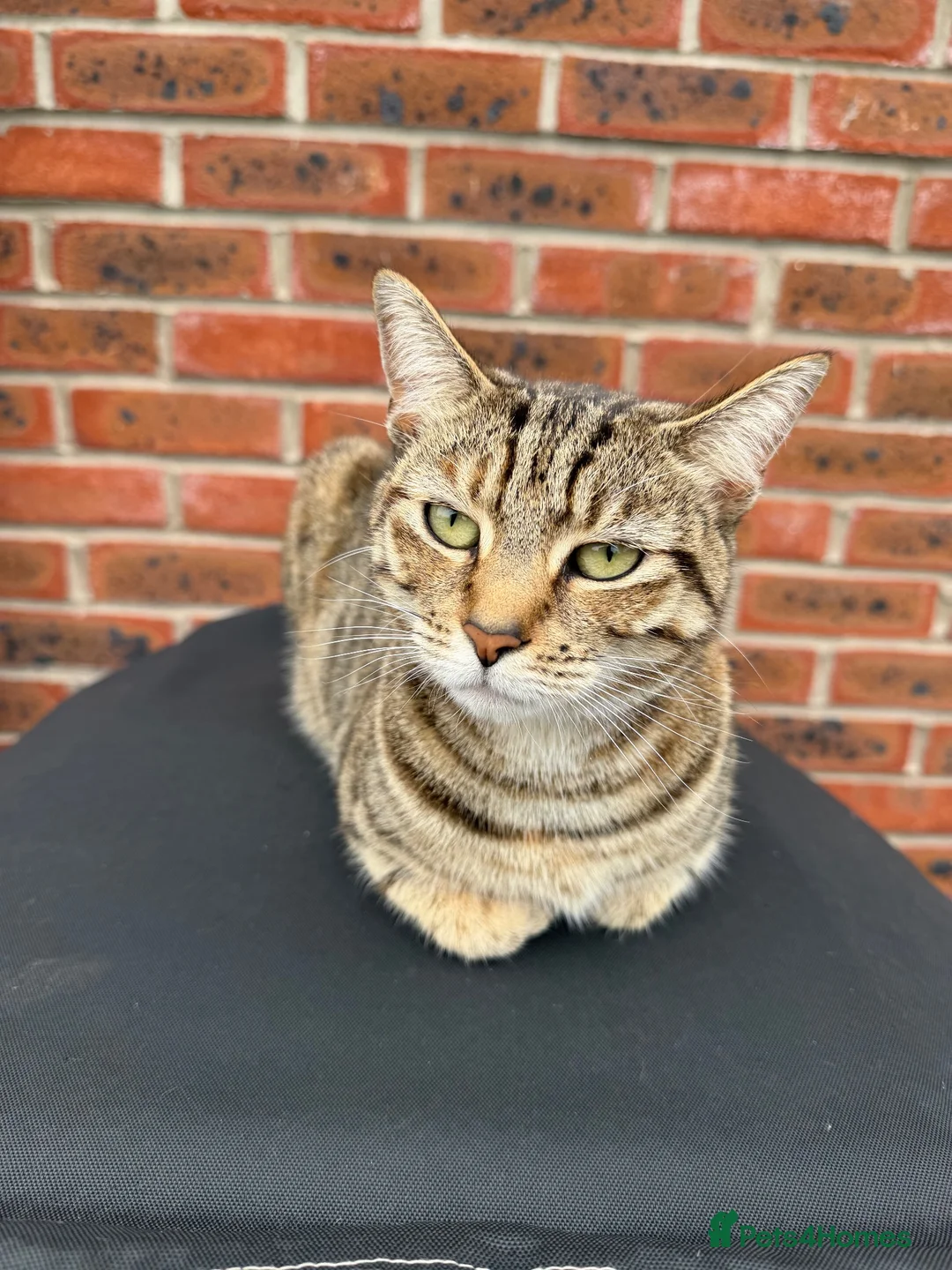 Mixed Breed cats for sale: 2 x Tabby Cats for Rehoming - Advert 2