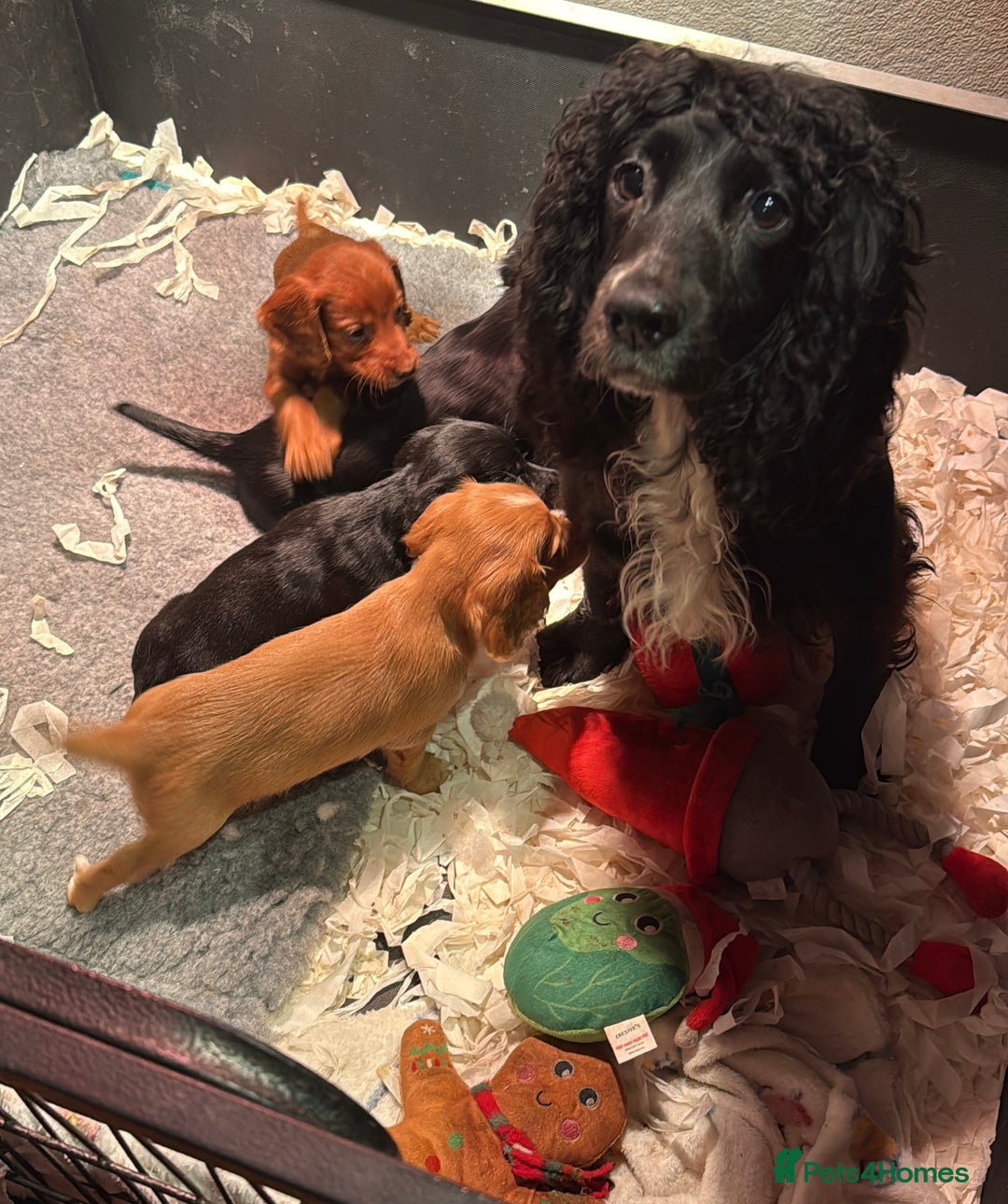 Cocker Spaniel dogs for sale: Working Cockerspaniel Pups  - Advert 9