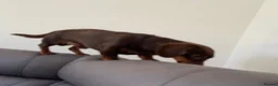 Miniature Dachshund dogs for stud: Miniature dachshund for stud - Advert 5