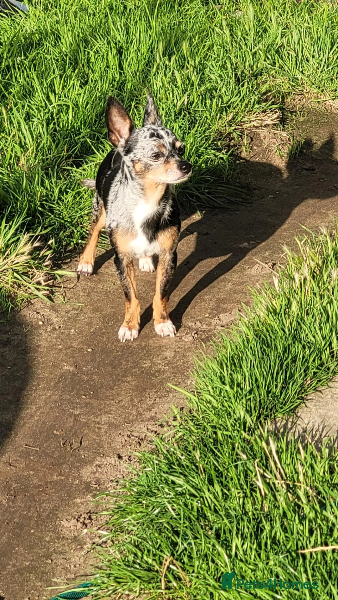 Chihuahua dogs for sale: chihuahua in Great Yarmouth - Advert 1