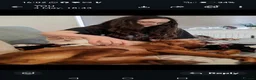 Hungarian Vizsla dogs for sale: Beautiful pedigree Hungarian vizsla litter of 9  - Advert 11