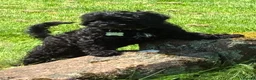 Cavapoo dogs for sale: Home reared female black cavapoo - Advert 1