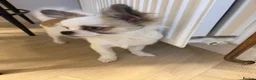 Chihuahua dogs for sale: Chihuahua puppy  in Hamilton - Advert 7