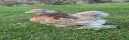 Chickens poultry for sale: Pair of pekin bantams - Advert 3