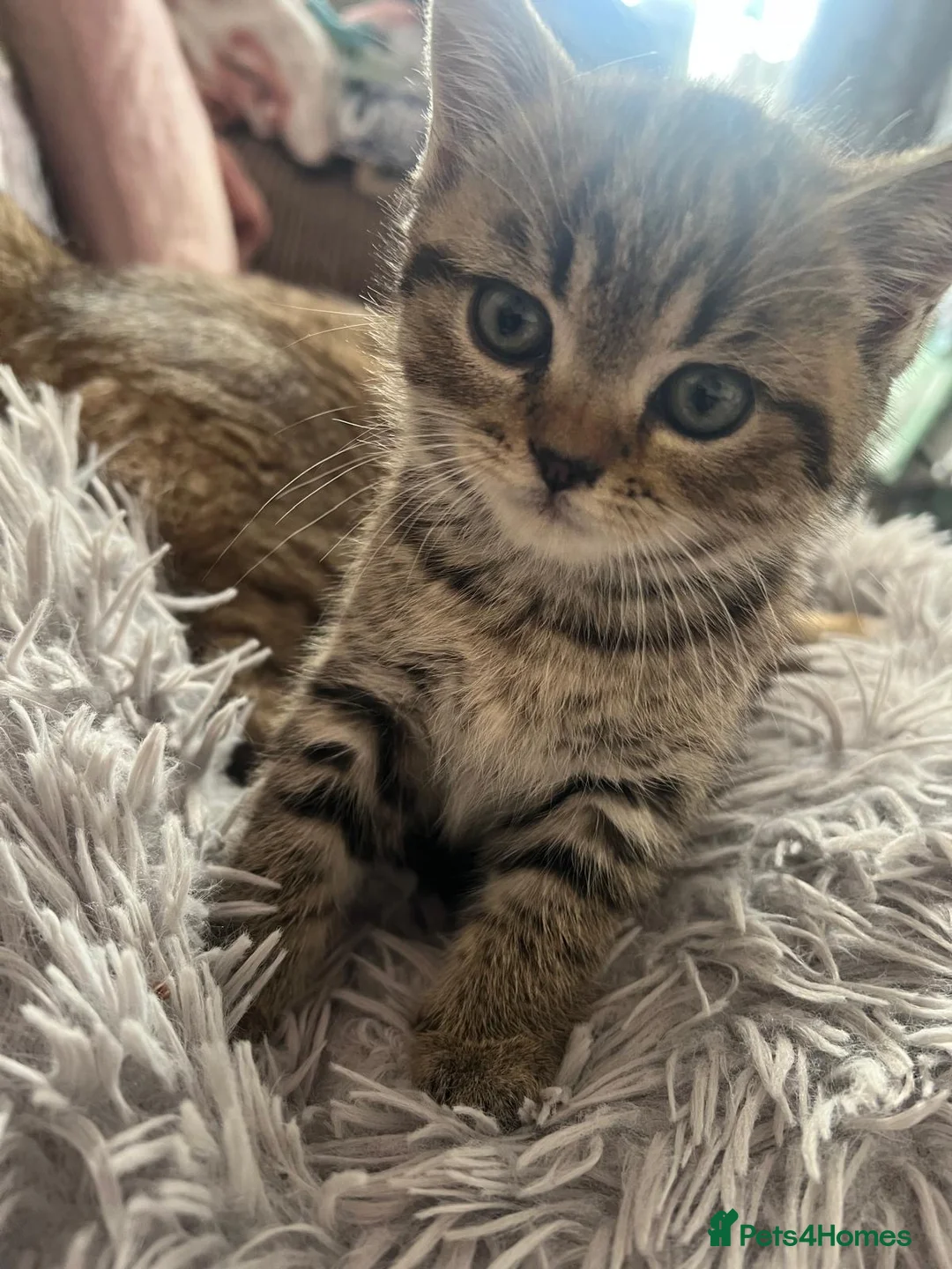 British Shorthair cats for sale: Chinchilla/British shorthair male kitten - Advert 20