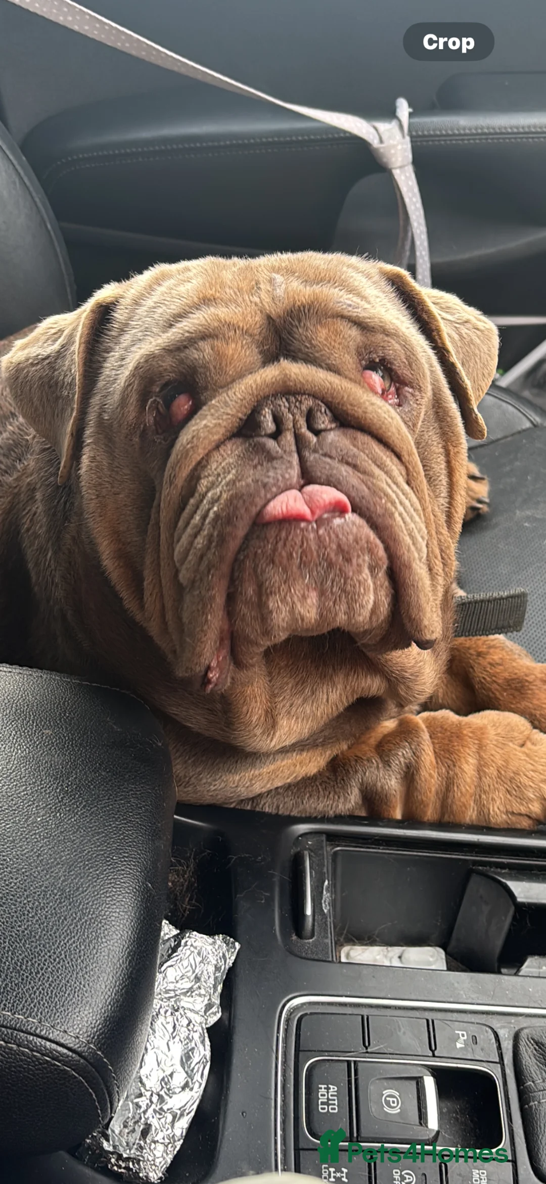 English Bulldog dogs for sale: English bulldog for rehome  - Advert 1