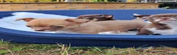 Chihuahua dogs for sale: Chihuahua Puppies  in Norwich - Advert 26
