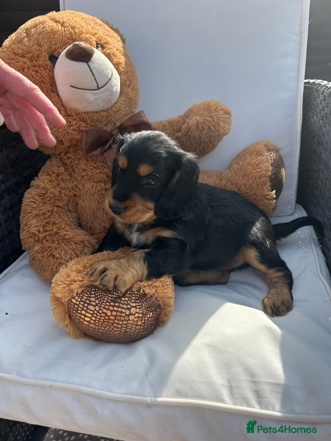 Cocker Spaniel dogs for sale: Miniature working Cocker spaniel puppies for sale - Image 32
